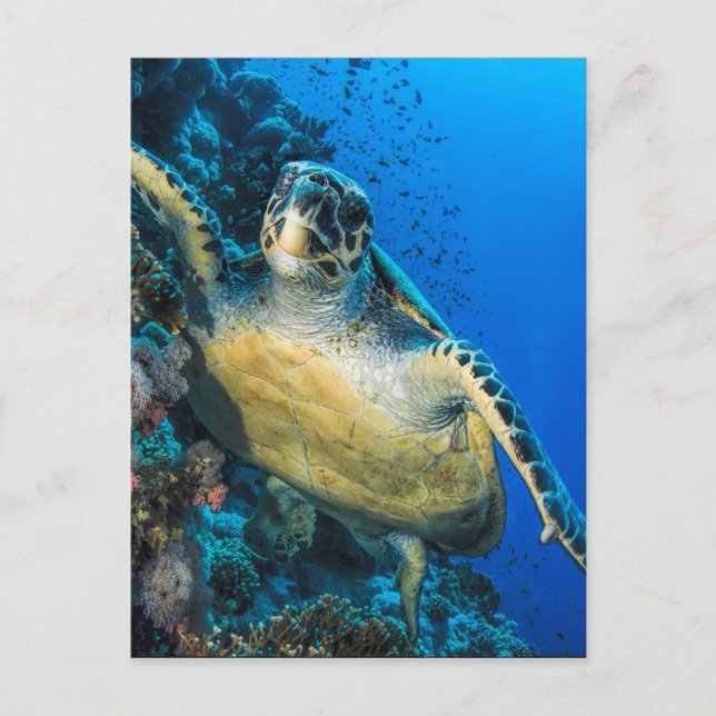 Postal Tortuga del Mar Verde | Mar Rojo (Anverso)
