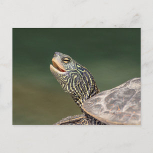 Postal Tortuga en el río LaChute