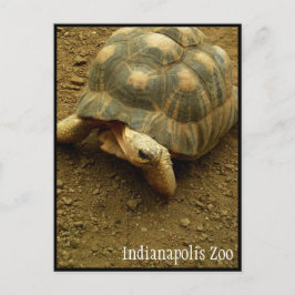 Postal Tortuga en el zoológico de Indianápolis