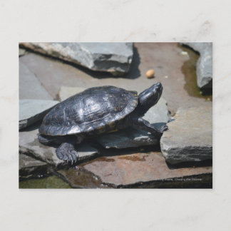 Postal tortuga en las rocas