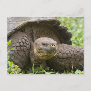 Postal Tortuga gigante