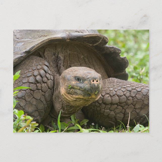 Postal Tortuga gigante (Anverso)