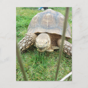 Postal Tortuga gigante, 1