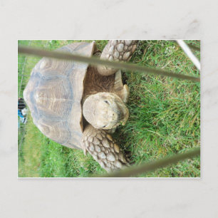 Postal Tortuga gigante, 1