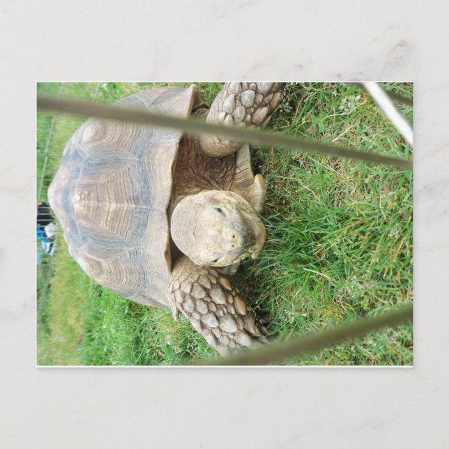 Postal Tortuga gigante, 1 (Anverso)