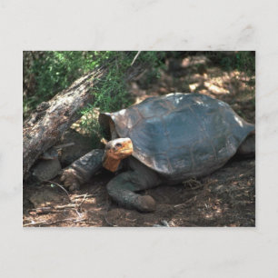 Postal Tortuga gigante apoyada en la silla