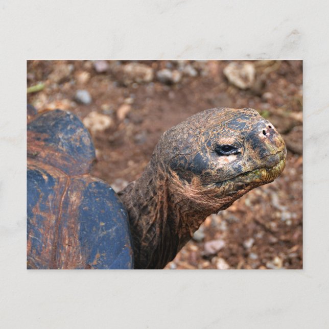 Postal Tortuga gigante de Galápagos (Anverso)