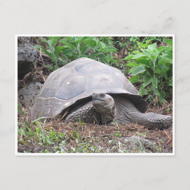 Postal tortuga gigante de galápagos (Anverso)