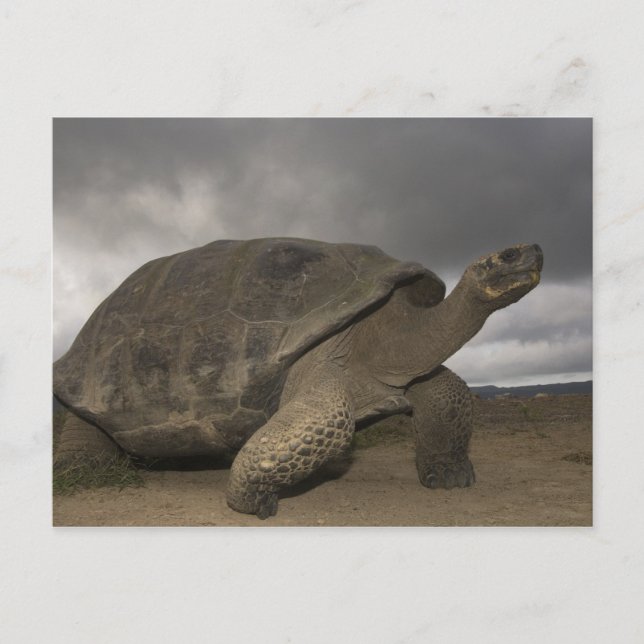 Postal Tortuga gigante de Galapagos Geochelone (Anverso)