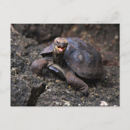Postal Tortuga gigante de las Galápagos