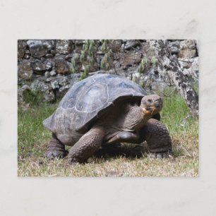 Postal Tortuga Gigante Galápagos