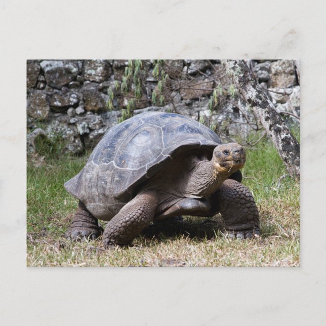 Postal Tortuga Gigante | Galápagos (Anverso)