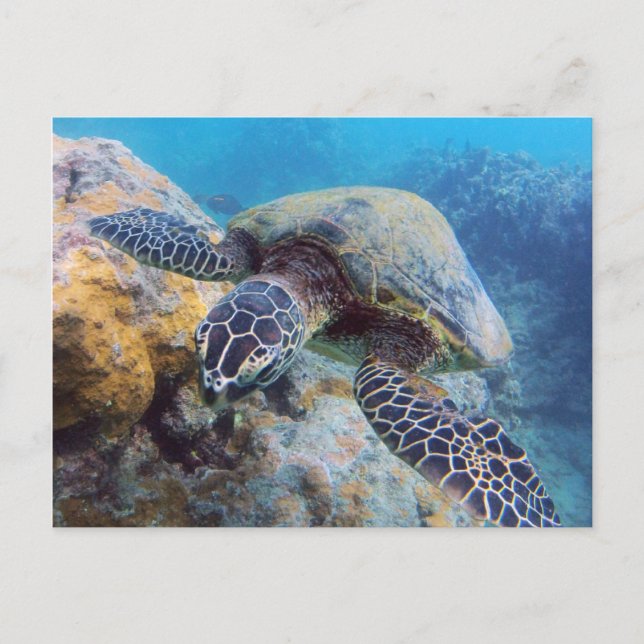 Postal Tortuga Hawaii (Anverso)