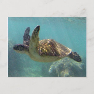Postal Tortuga Hawaii