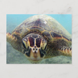 Postal Tortuga Hawaii