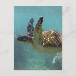 Postal Tortuga Hawaii