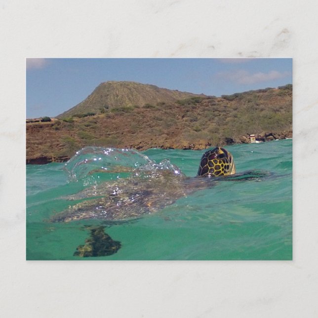 Postal Tortuga Hawaii de la bahía de Hanauma (Anverso)