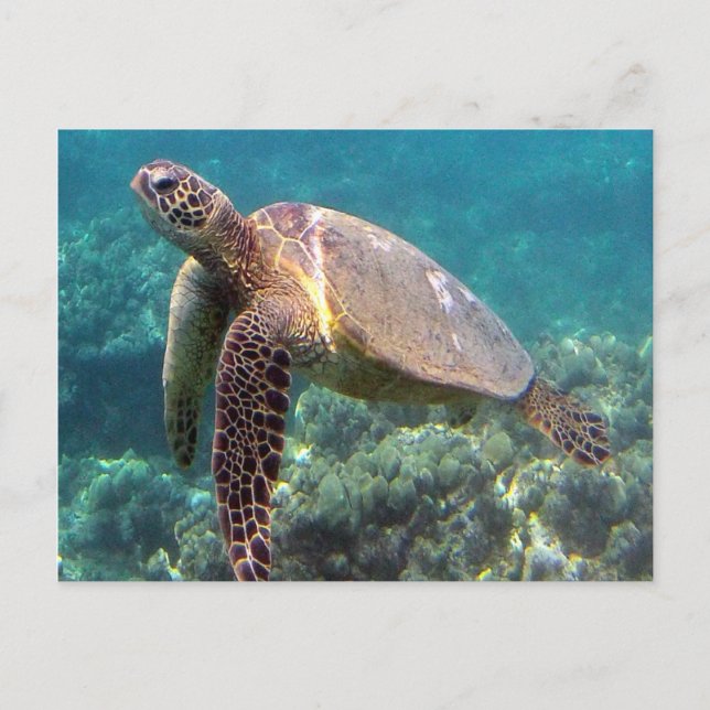 Postal Tortuga Hawaii de la bahía de Hanauma (Anverso)