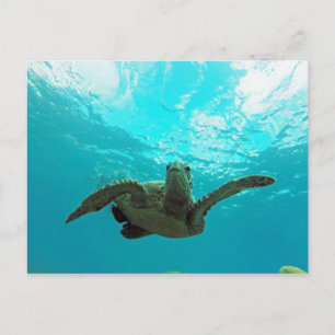 Postal Tortuga Hawaii Honu
