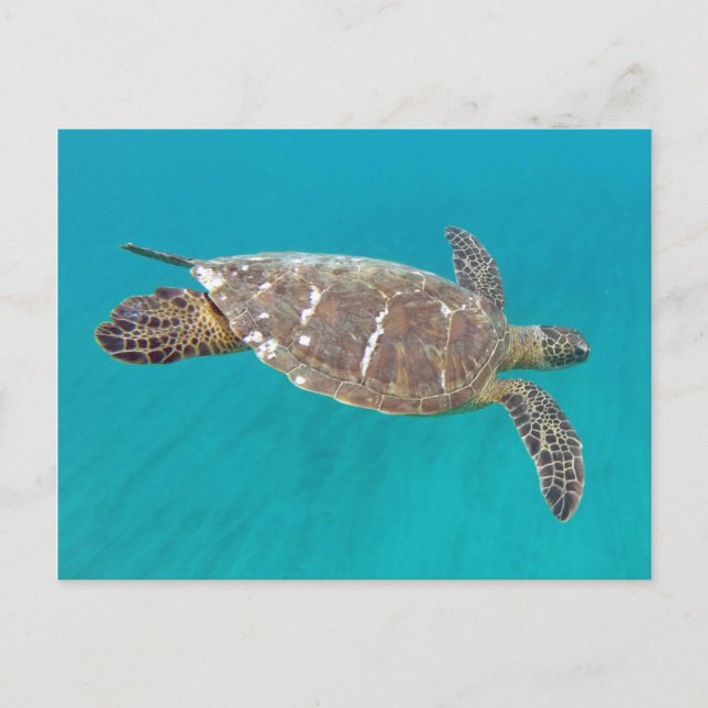 Postal Tortuga Hawaii Honu (Anverso)