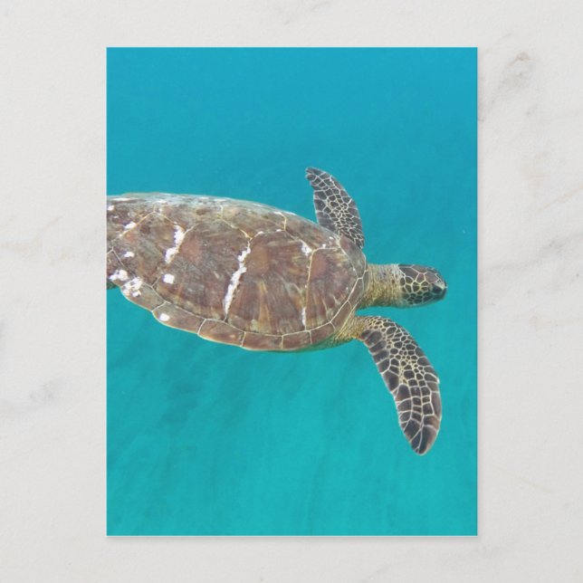Postal Tortuga Hawaii Honu (Anverso)