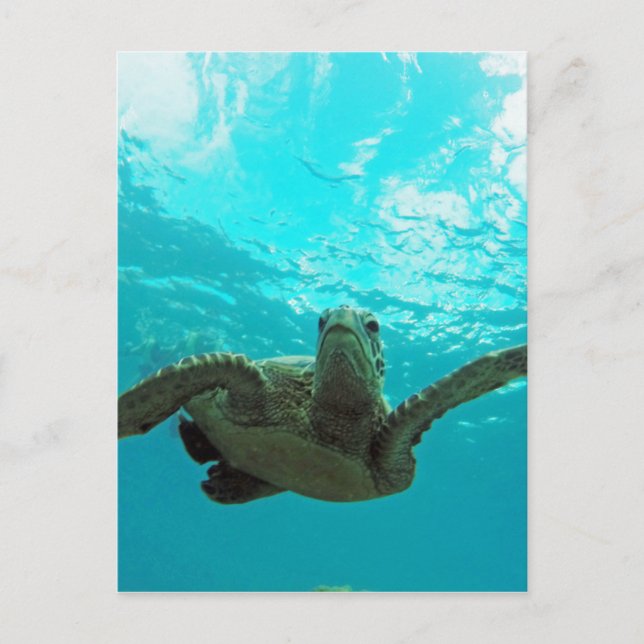 Postal Tortuga Hawaii Honu (Anverso)