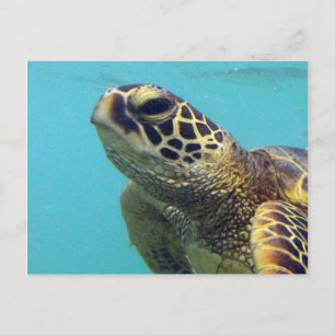 Postal Tortuga Hawaii Honu