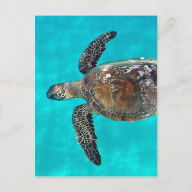 Postal Tortuga Hawaii Honu (Anverso)