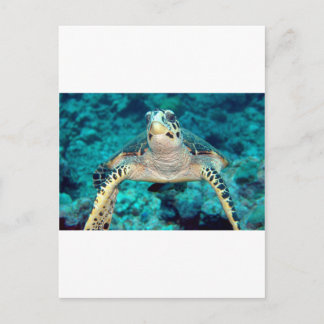 Postal Tortuga Hawksbill