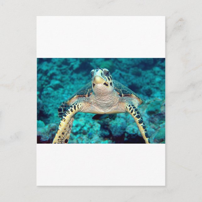 Postal Tortuga Hawksbill (Anverso)