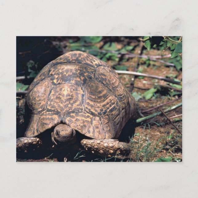 Postal Tortuga leopardo (Anverso)