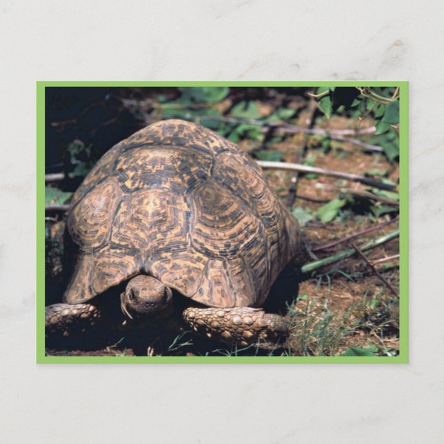 Postal Tortuga leopardo (Anverso)