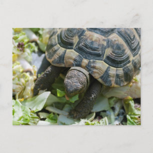 Postal Tortuga linda
