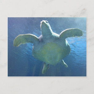 Postal Tortuga marina
