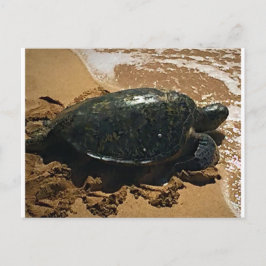 Postal Tortuga marina