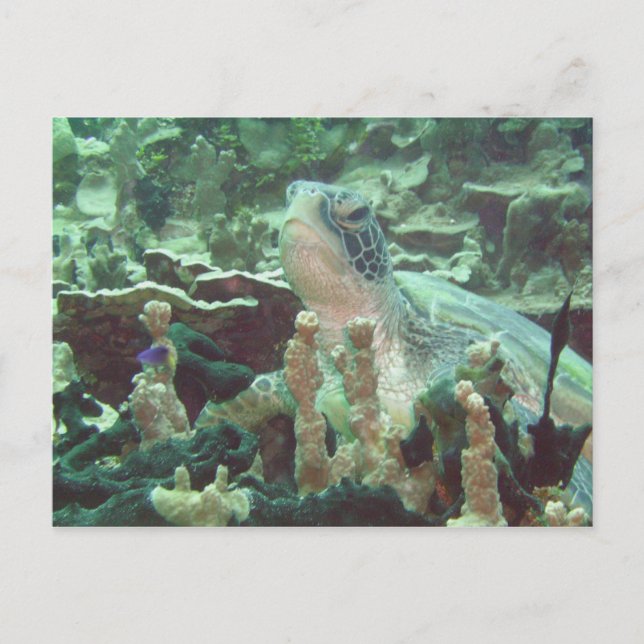 Postal Tortuga marina (Anverso)