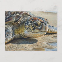 Tortuga marina de Kauai primer plano