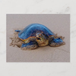 Postal Tortuga marina de Yawning