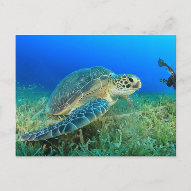 Postal Tortuga marina en el océano  (Anverso)