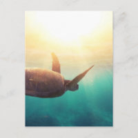 Tortuga marina - Fotografía de naturaleza submarin
