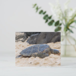 Postal Tortuga marina hawaiana