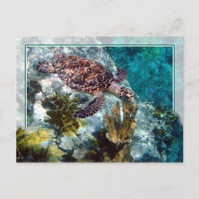 Postal Tortuga marina Hawksbill, Islas Vírgenes Estadouni (Anverso)