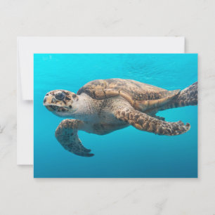 Postal Tortuga marina nadando