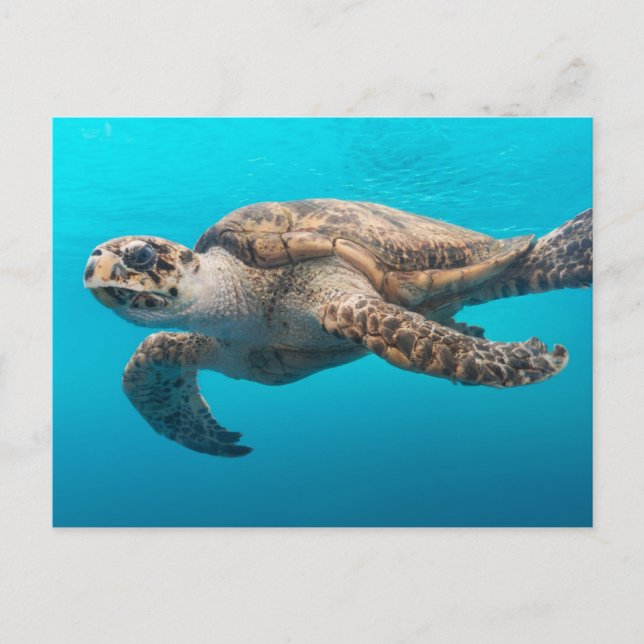 Postal Tortuga marina nadando (Anverso)