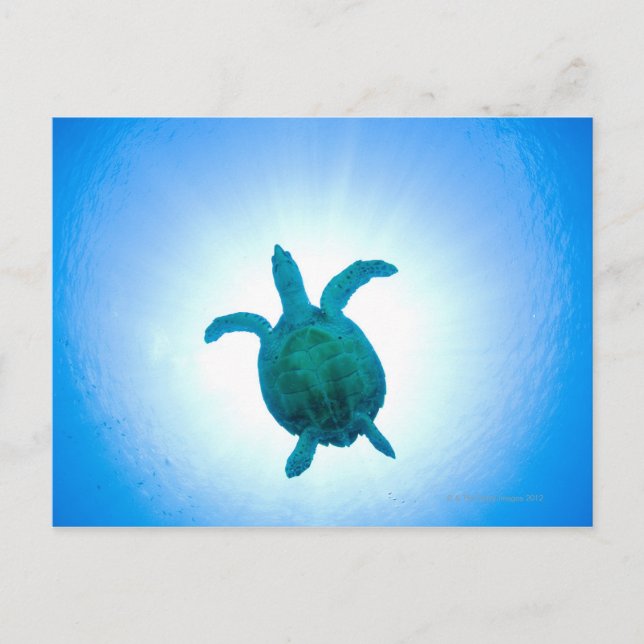 Postal Tortuga marina nadando bajo el agua (Anverso)