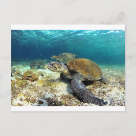 Postal Tortuga marina relajante bajo el agua en laguna tr