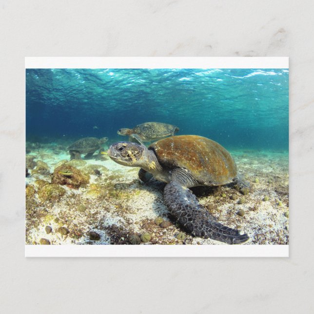 Postal Tortuga marina relajante bajo el agua en laguna tr (Anverso)