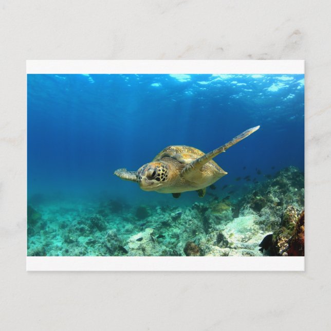 Postal Tortuga marina submarina (Anverso)