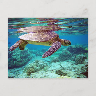 Postal Tortuga marina verde (Chelonia mydas)