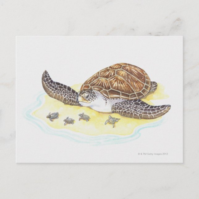 Postal Tortuga marina y bebés (Anverso)